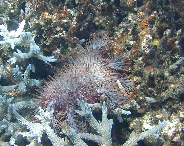 写真） サンゴを捕食するオニヒトデ