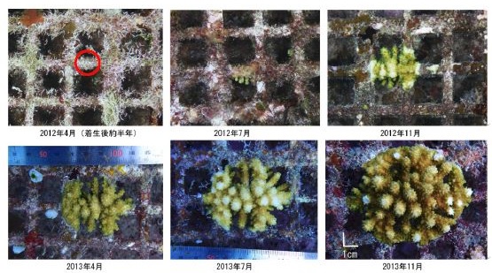 写真） 基盤に着床したサンゴの成長過程