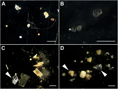 写真）顕微鏡でみた様々な形状のマイクロプラスチック