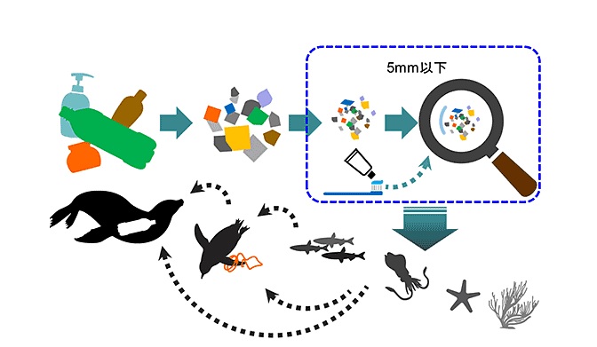 図）マイクロプラスチックが食物連鎖を通じて多くの生物に取り込まれている様子