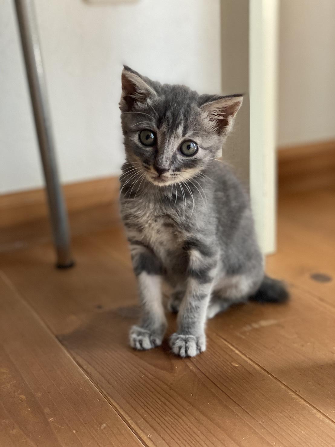 画像）エネフロ編集部知人の保護猫