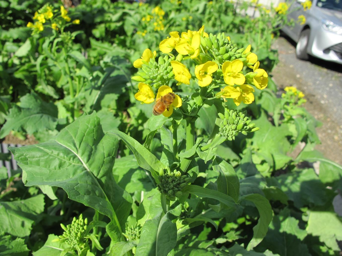 写真）愛知の伝統野菜　大高菜