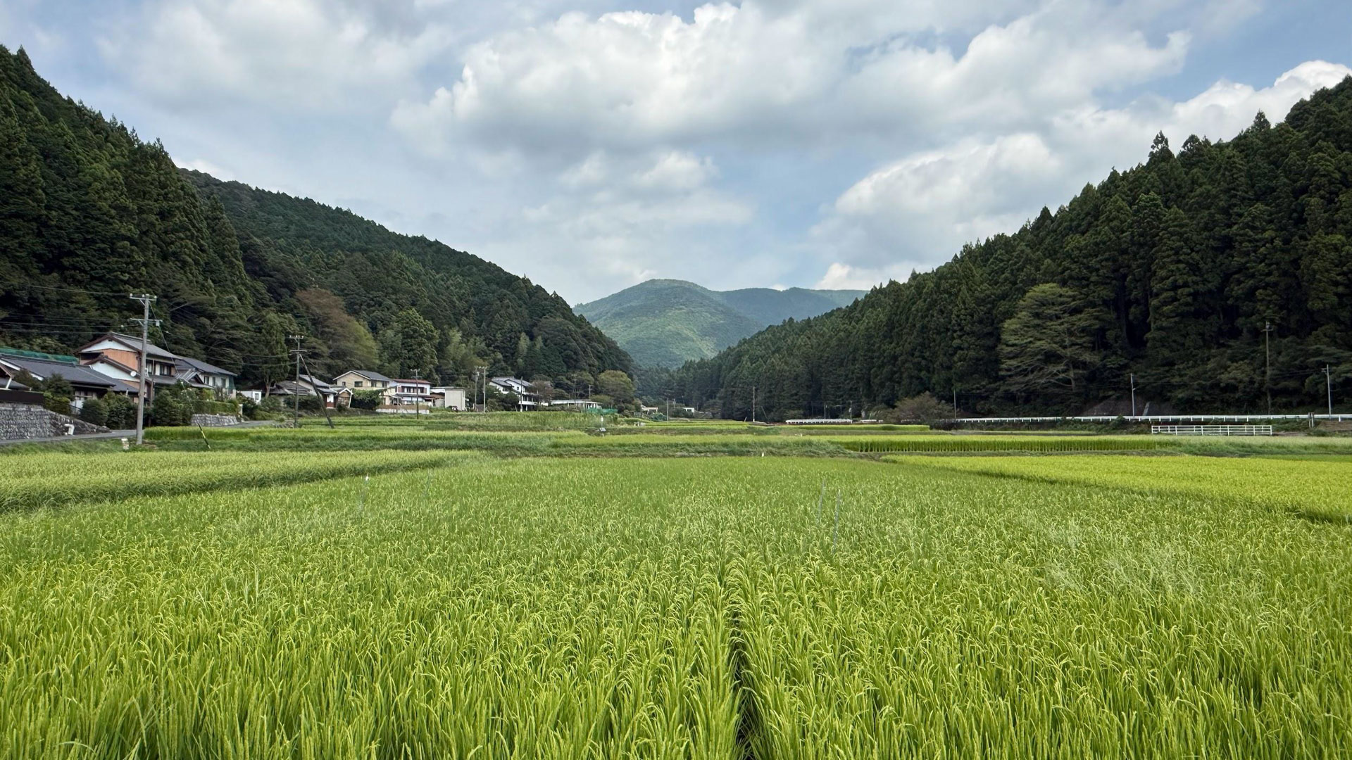 生産性向上と環境負荷低減を実現する「節水型乾田直播栽培」の可能性
