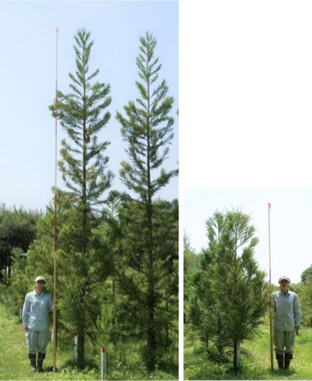 写真）植栽後4年のエリートツリー「スギ九育2-203」（左）６m　と、従来のスギ品種で少花粉スギの「県唐津8号」（右）3m