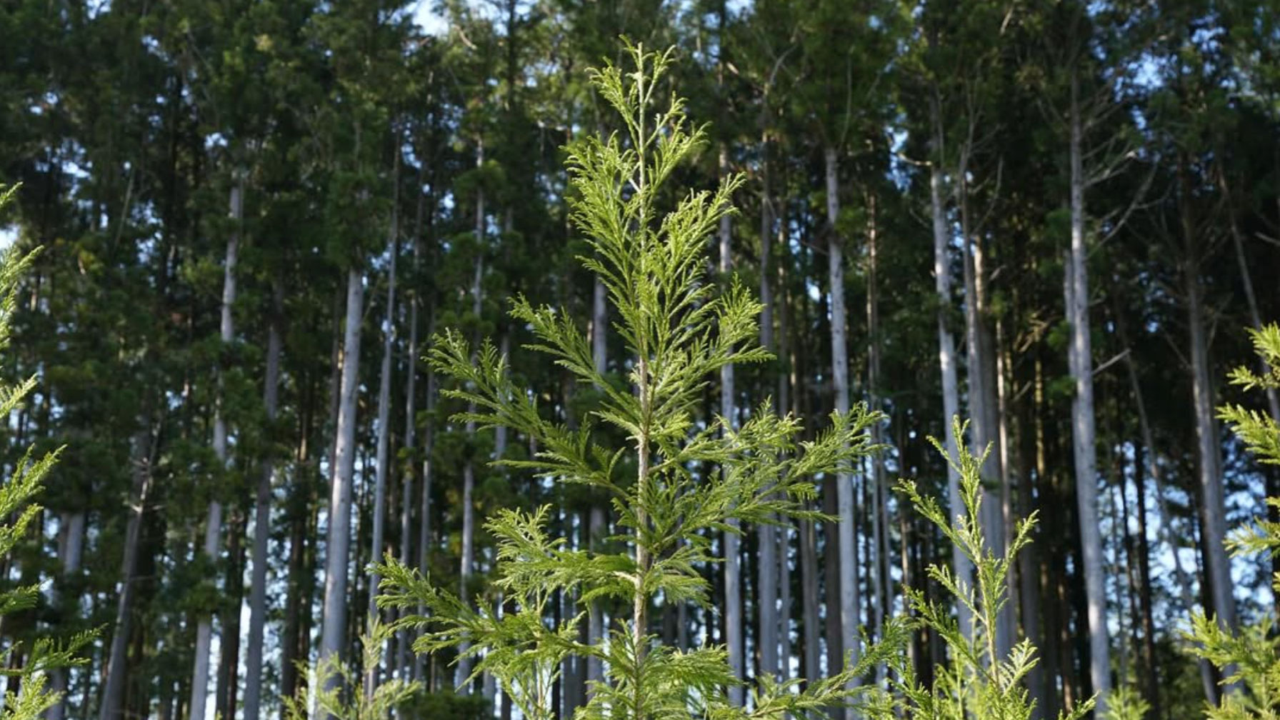 CO₂吸収1.5倍!エリートツリーが導く日本の林業再生と経済安全保障