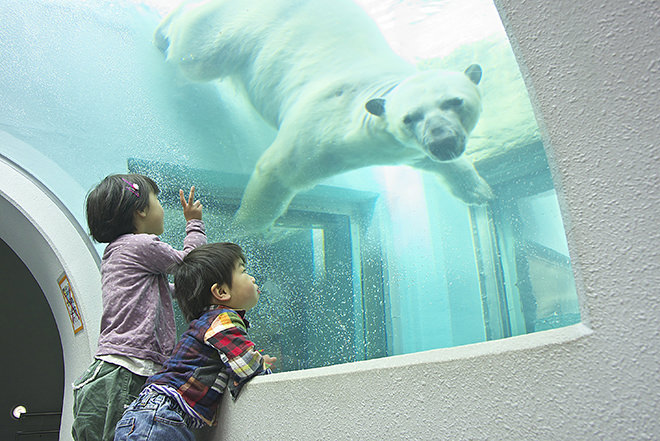 写真）ホッキョクグマのロッシー